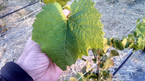 Migration Vineyard Leaf
