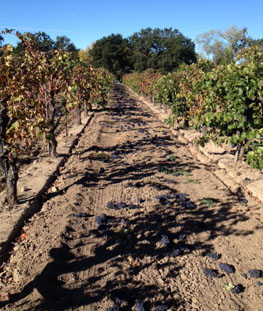 Grapes being harvested