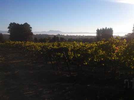 vineyard view