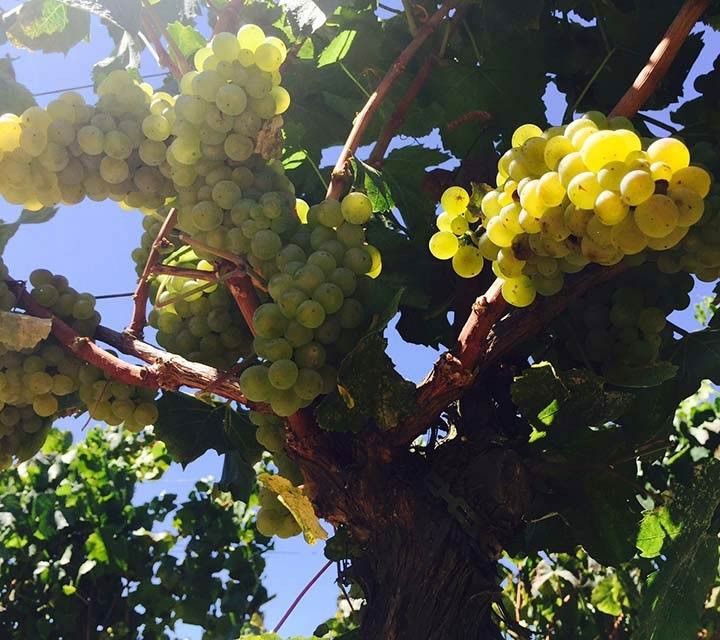 Chardonnay at Running Creek Vineyard