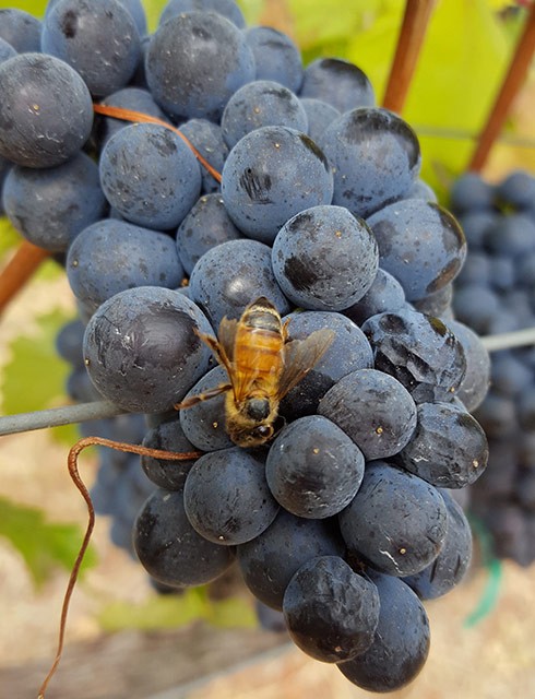 Bee on Pinot Noir grapes