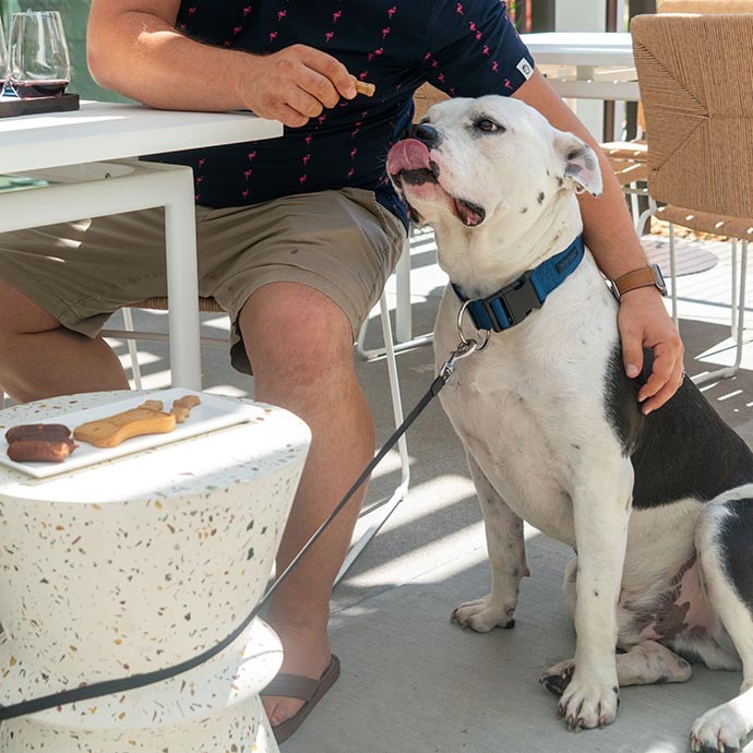 Barkuterie Board for your pet