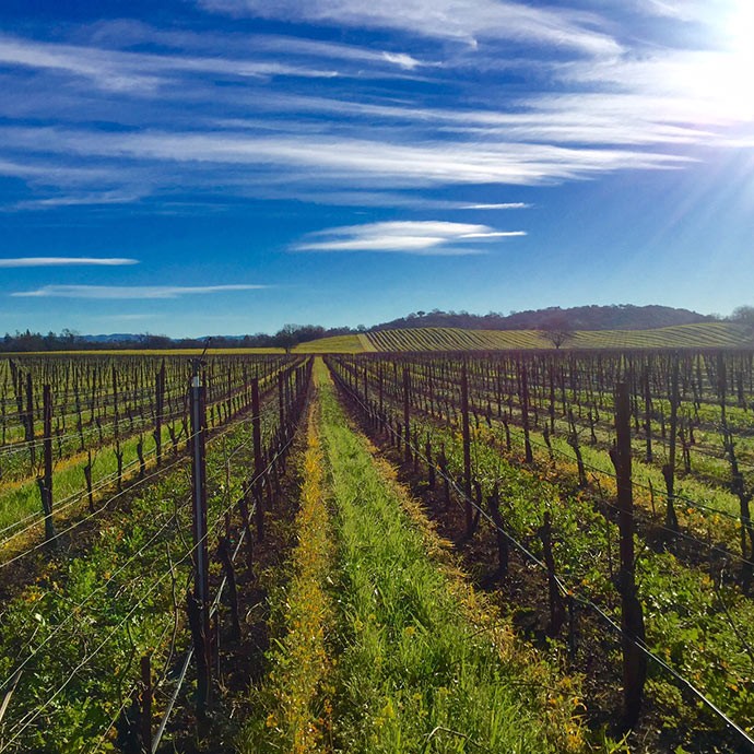 Migration's Running Creek Vineyard