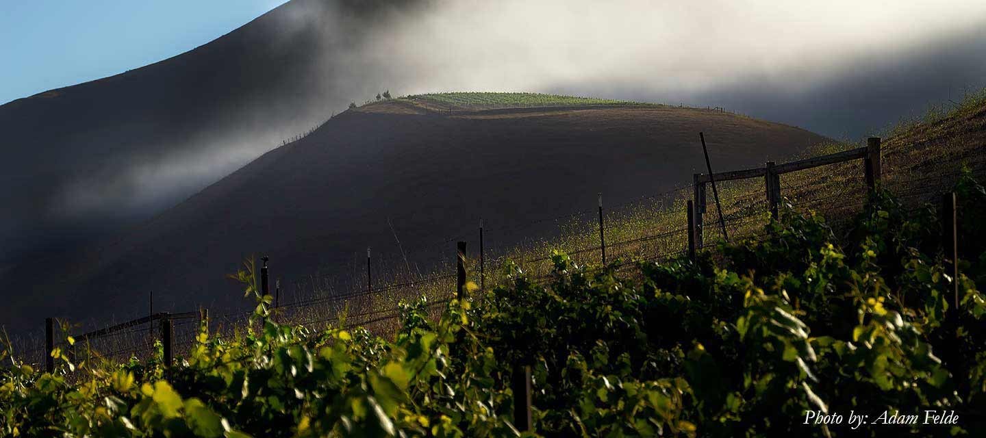 Migration Bien Nacido Vineyard Feature Image