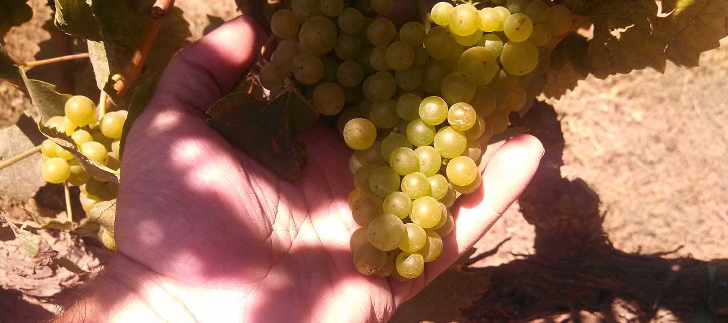 Migration Dierberg Vineyard Feature Image