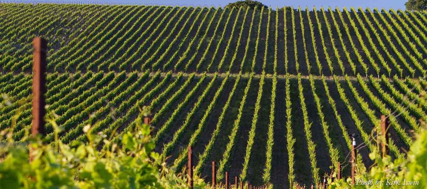 Migration Drum Canyon Vineyard Feature Image