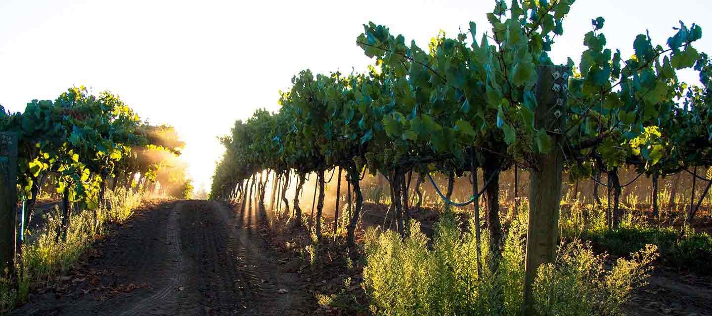 Migration Charles Heintz Vineyard Feature Image