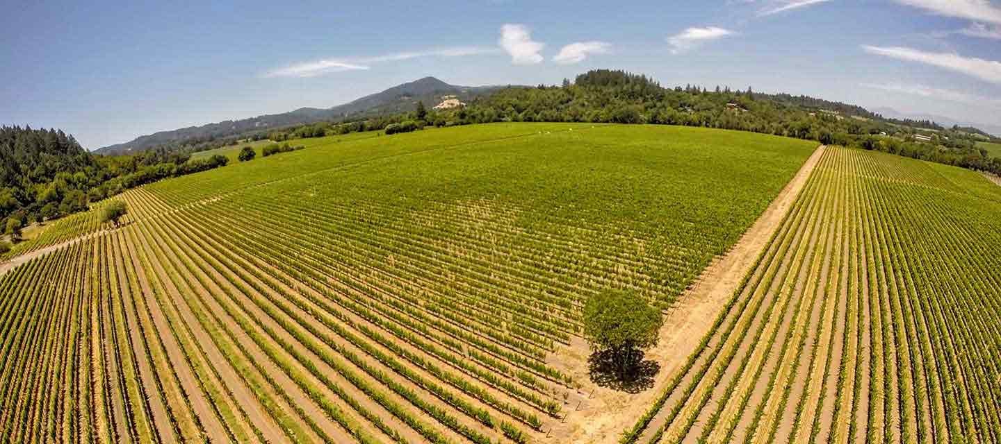 Migration Running Creek Estate Vineyard Feature Image