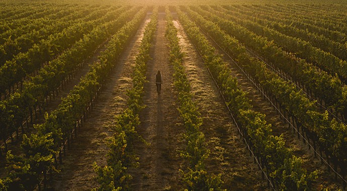 Migration estate vineyards with winemaker walking