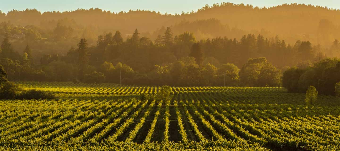 Migration Running Creek Estate Vineyard Feature Image